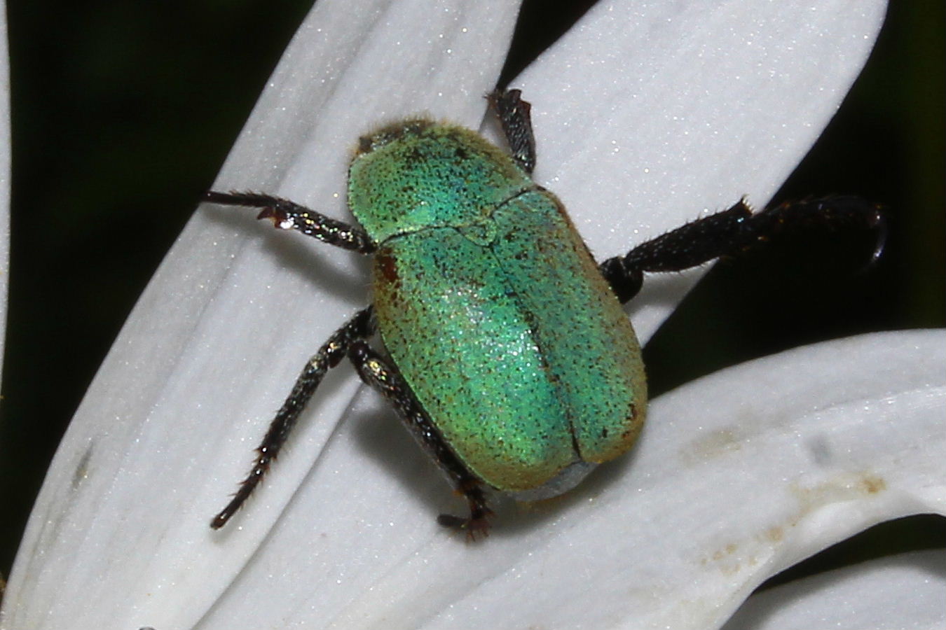 Hoplia argentea